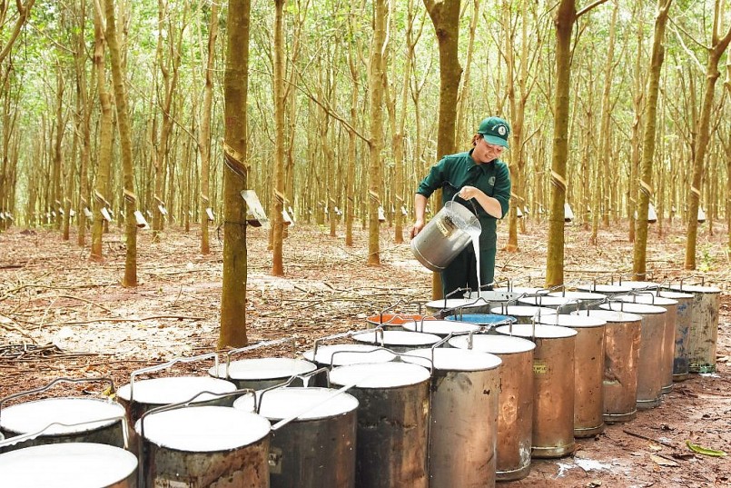 Xuất khẩu cao su Việt Nam dự báo hưởng lợi kép trong năm 2022